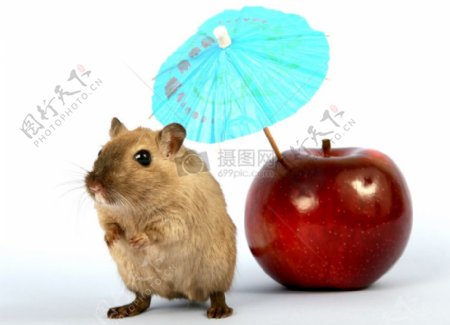 棕色女啮齿类动物在夏天度假用的伞