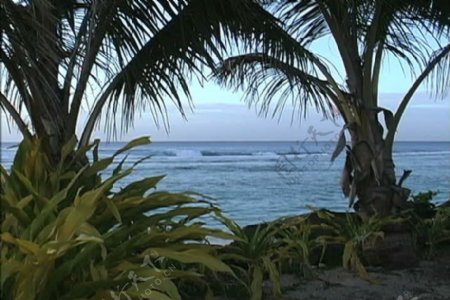 拉罗汤加岛海和手掌股票视频视频免费下载
