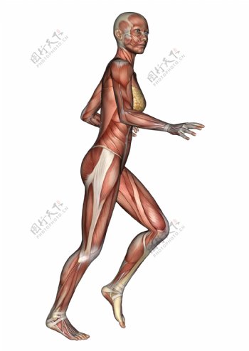 女性人体肌肉组织图片