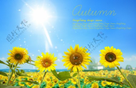 秋天色彩黄色蓝色英文叶子向日葵