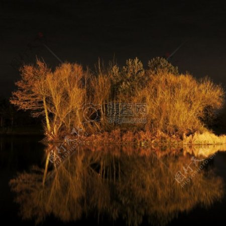 风景自然夜水树岛钓鱼池塘