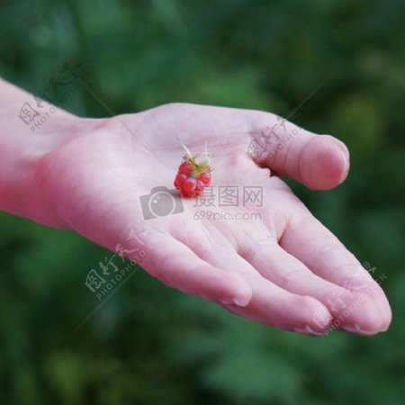 手掌心里的树莓
