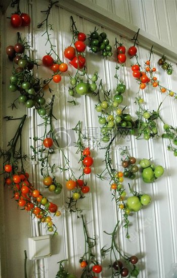 墙面上的西红柿