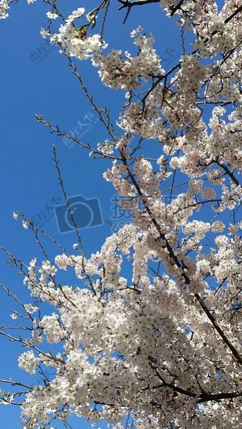 蓝天下盛开的樱花远景