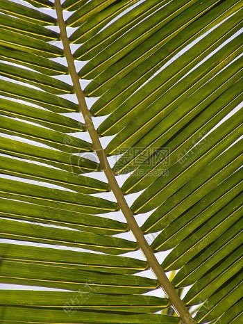 叶子棕榈热带异国情调棕榈树藻体棕榈叶状体棕榈叶