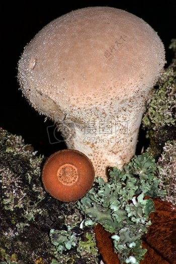 色彩单调的蘑菇