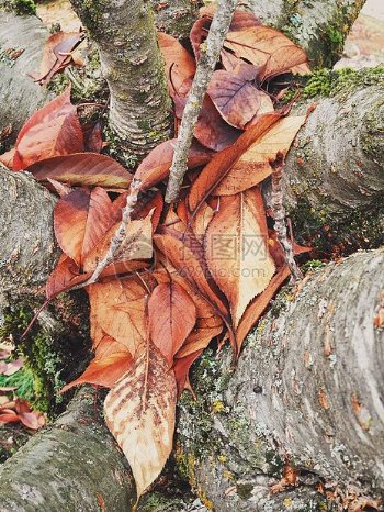光灯树外苔藓叶子上午叶子秋天秋天褐色户外过滤器体验激动人心最