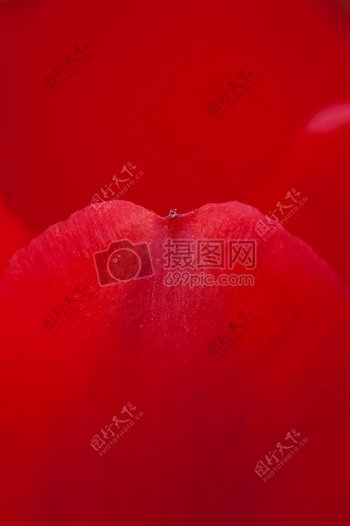 自然红色花宏玫瑰皇室成员自由玫瑰花瓣花瓣