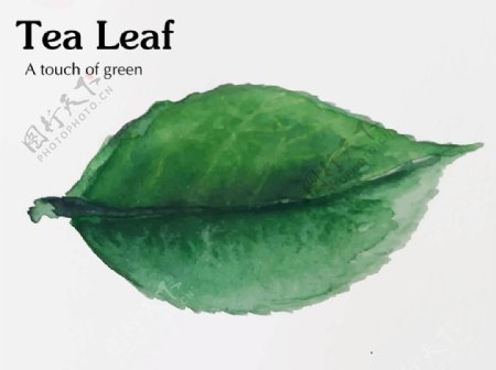 手绘水彩绿色茶叶叶子