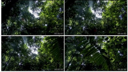 森林景色视频素材