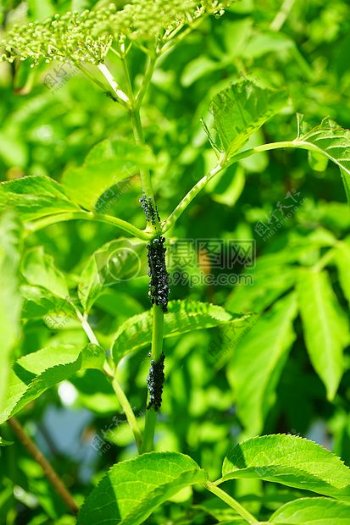 黑接骨木蚜虫