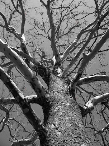 自然冬天树枝树环境死了皇室成员自由年龄