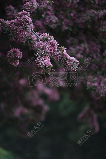 粉红色的花朵树木