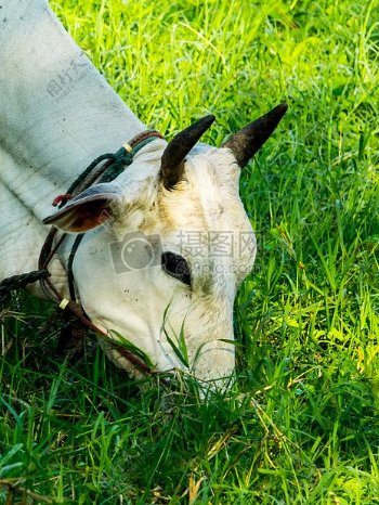 草地上觅食的奶牛