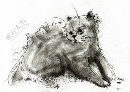猫咪铅笔画图片