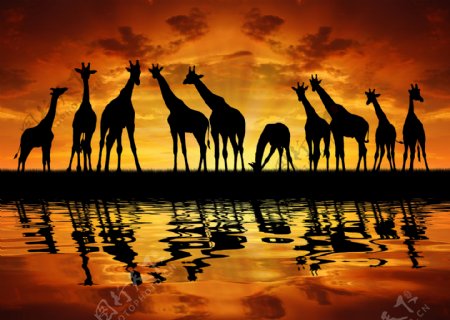 黄昏时草原上的长颈鹿图片