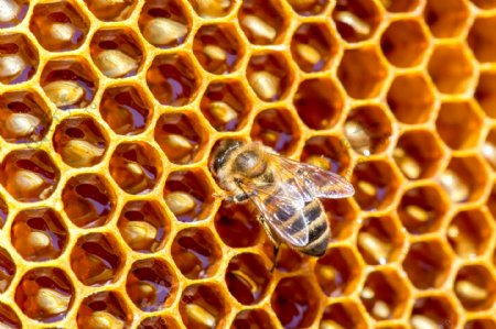 蜂巢上的一只蜜蜂图片