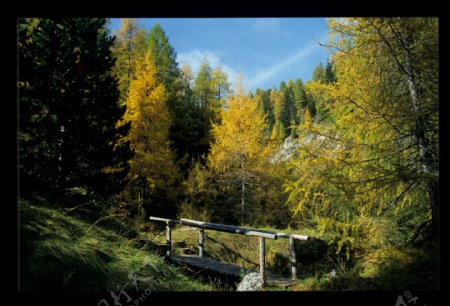 森林中的小木桥图片