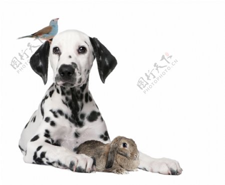 宠物狗与兔子小鸟图片