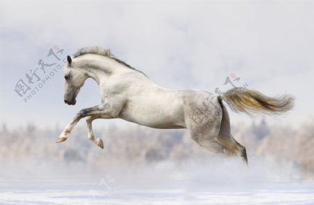 水中奔跑的马匹图片