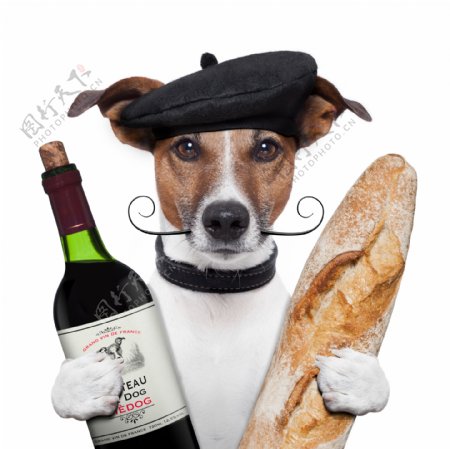 手拿红酒面包的小狗图片