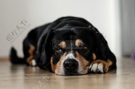 棕白色和黑色的狗躺在地上