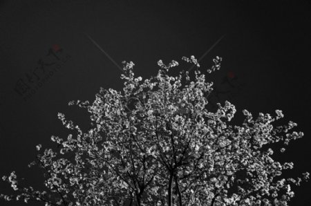 树木的灰度照片