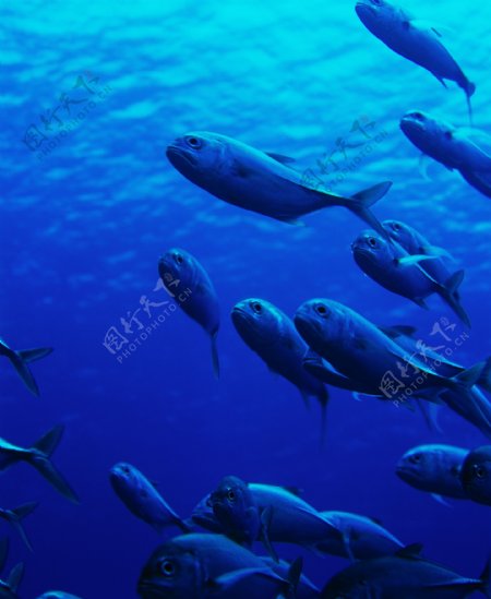 深海中的鱼群图片图片