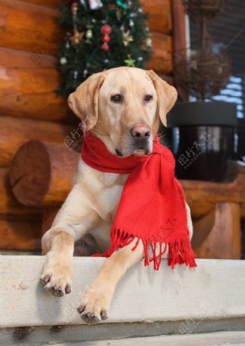 围围巾的小狗图片