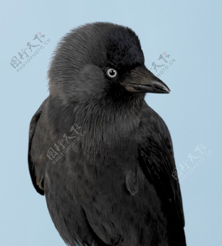 黑色小鸟图片