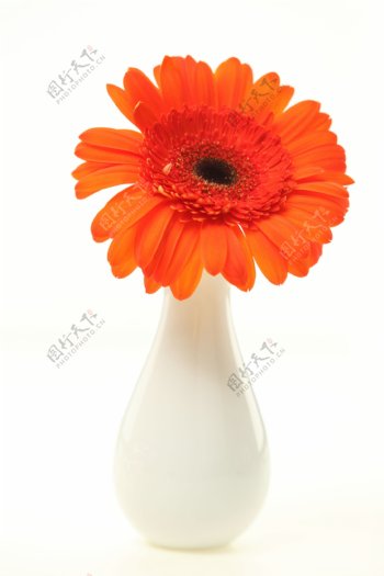 花瓶里一朵鲜艳菊花图片