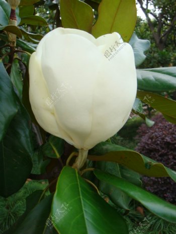 白玉兰花花苞图片