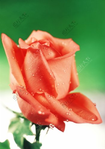 橘红色玫瑰花图片