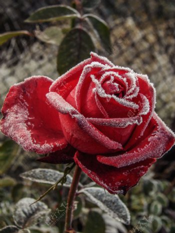 结霜玫瑰花图片