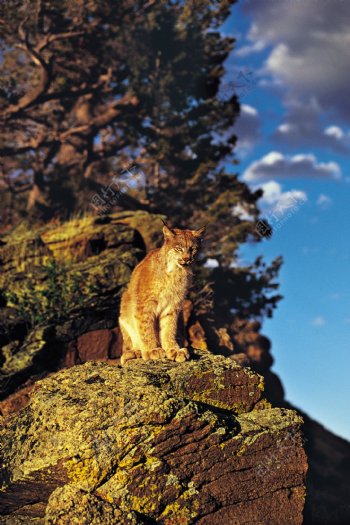 悬崖边的野猫图片