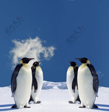 企鹅图片