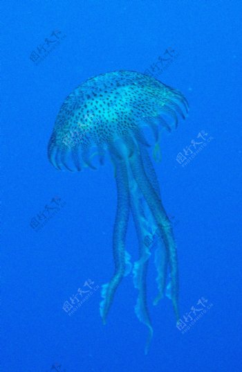 透明水母高清图片