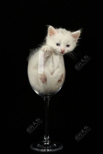 透明酒杯里的小猫