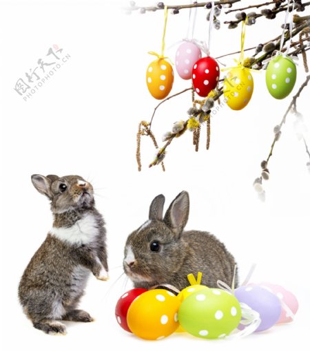 可爱兔子与复活节彩蛋