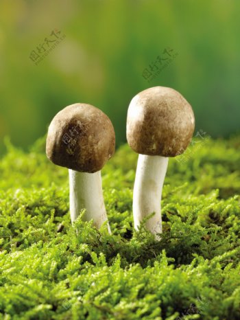长在草地上的蘑菇图片