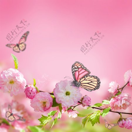 树枝上的鲜花蝴蝶摄影图片