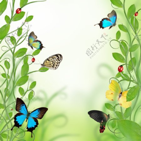 花藤与蝴蝶背景图片