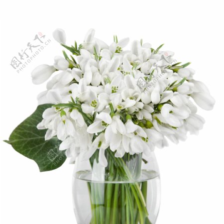 花瓶里的白色小花图片