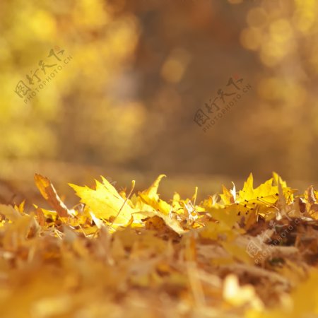 草地上的树叶摄影图片