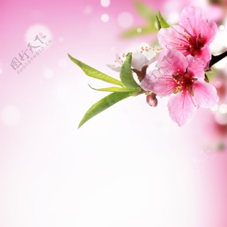 粉色桃花图片