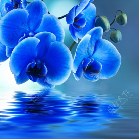蓝色蝴蝶兰图片