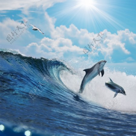 跳出水面的海豚图片