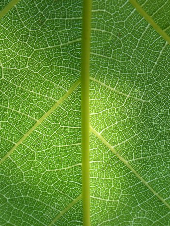 绿色植物自然纹理细节叶脉