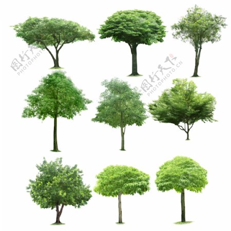 9棵不同品种绿树高清图片