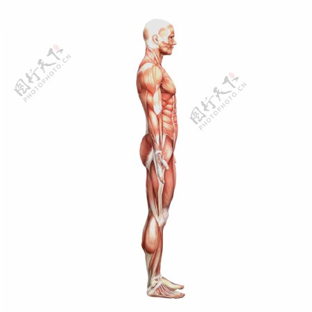 男人身体侧面肌肉组织图片